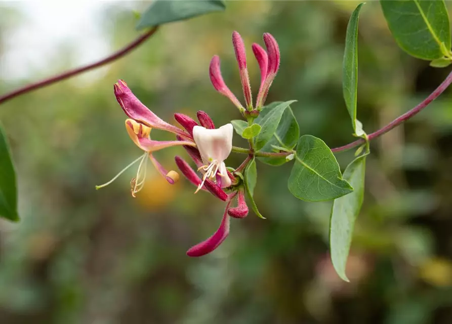 Lonicera heckrottii