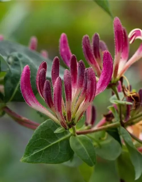 Lonicera heckrottii