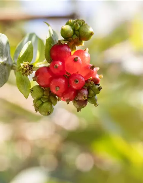 Lonicera heckrottii