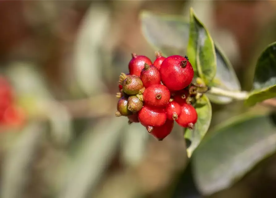 Lonicera heckrottii