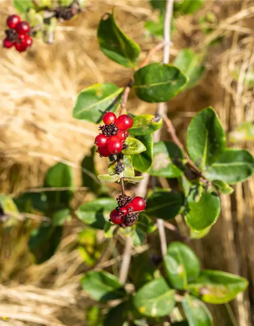 Lonicera heckrottii