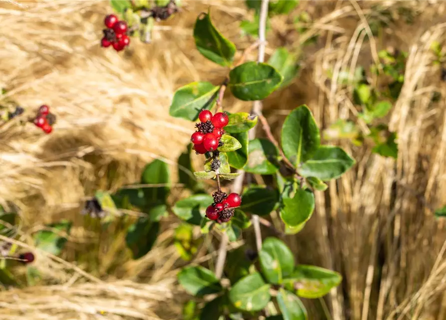 Lonicera heckrottii