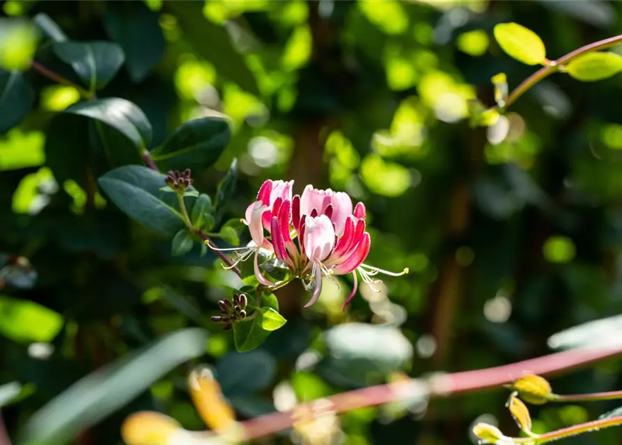 Lonicera heckrottii