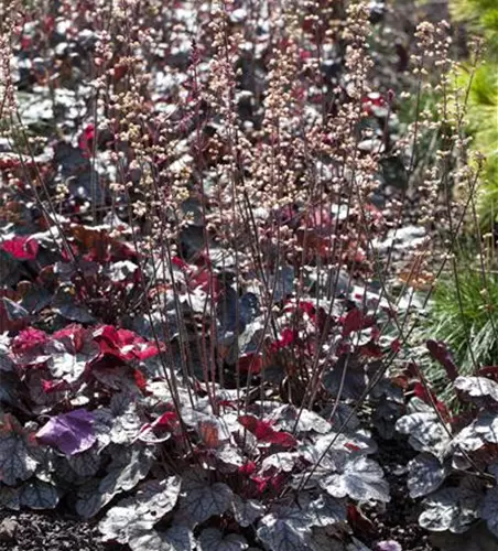 Heuchera micrantha