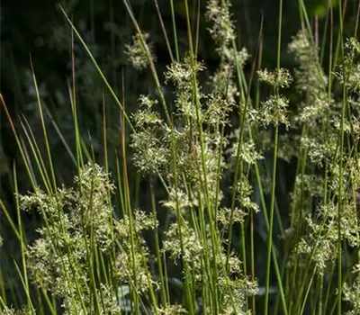 Juncus effusus