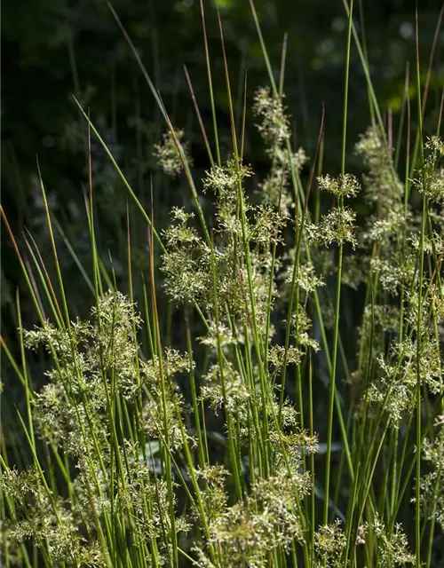 Juncus effusus