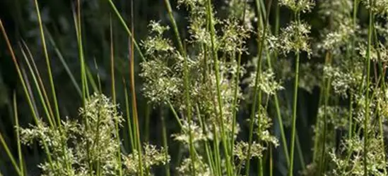 Juncus effusus