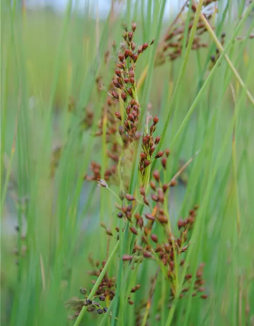 Juncus effusus