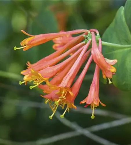 Lonicera x brownii 'Dropmore Scarlet'