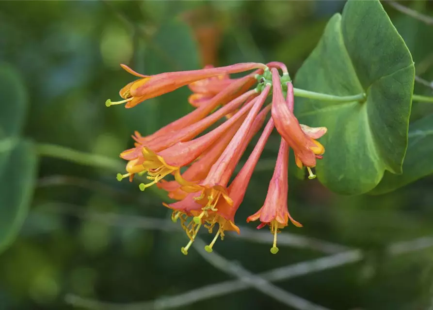 Lonicera x brownii 'Dropmore Scarlet'