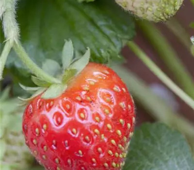 Fragaria x ananassa 'Senga®-Sengana®'