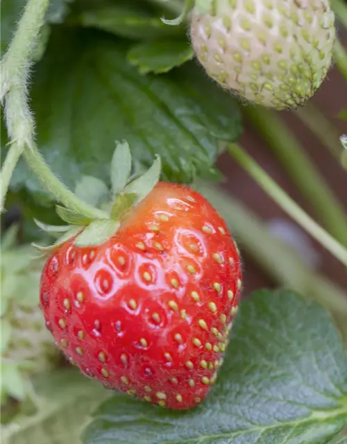 Fragaria x ananassa