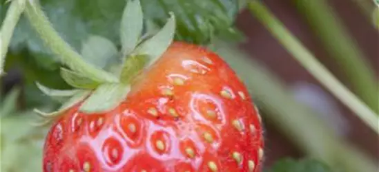 Fragaria x ananassa 'Senga®-Sengana®'