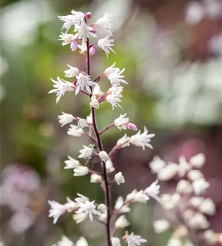 Heucherella