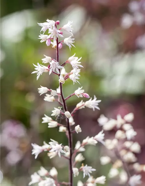 Heucherella