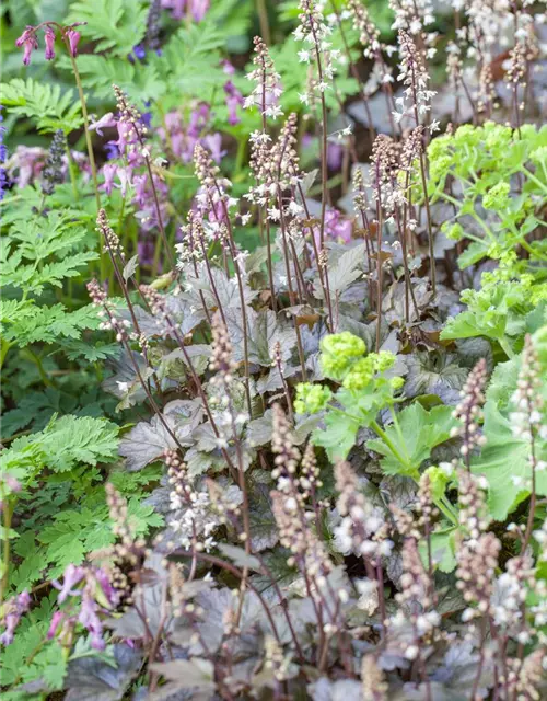 Heucherella