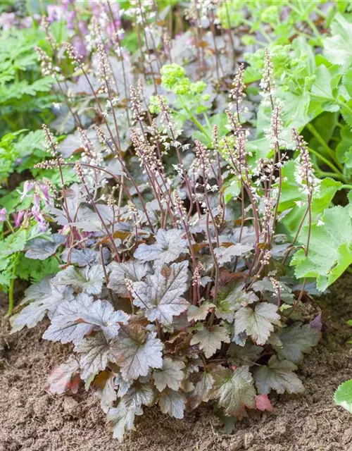 Heucherella