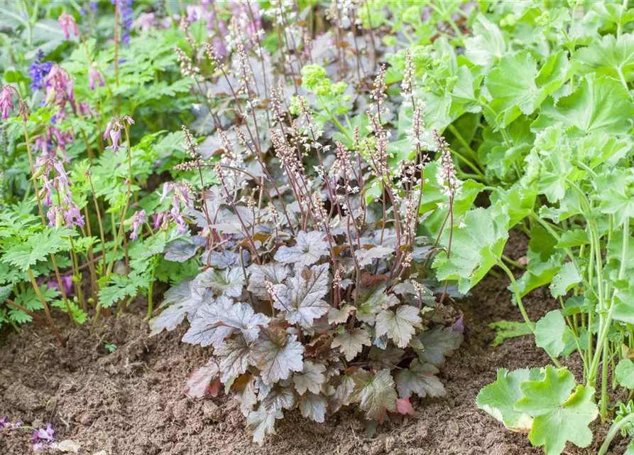 Heucherella