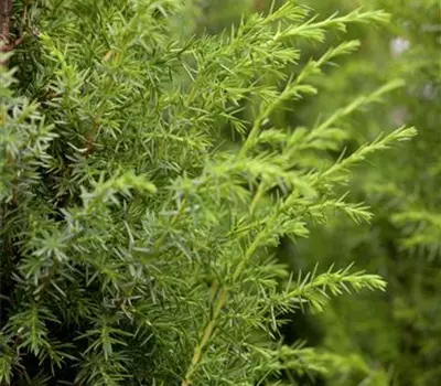 Juniperus communis