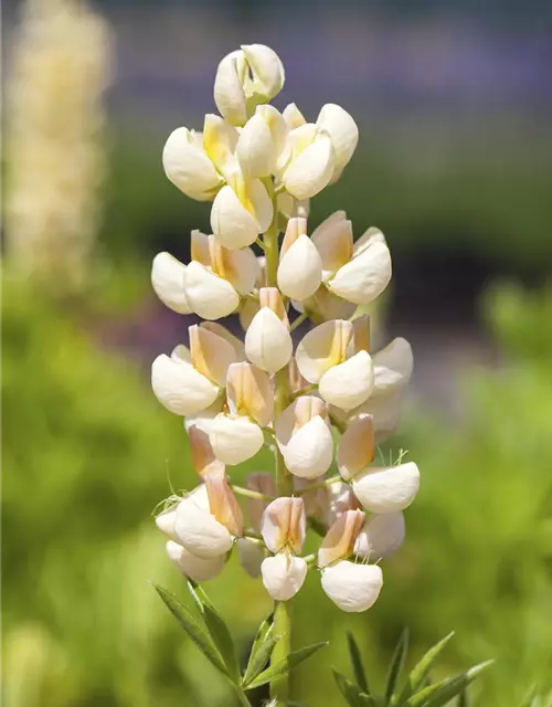 Lupinus polyphyllus