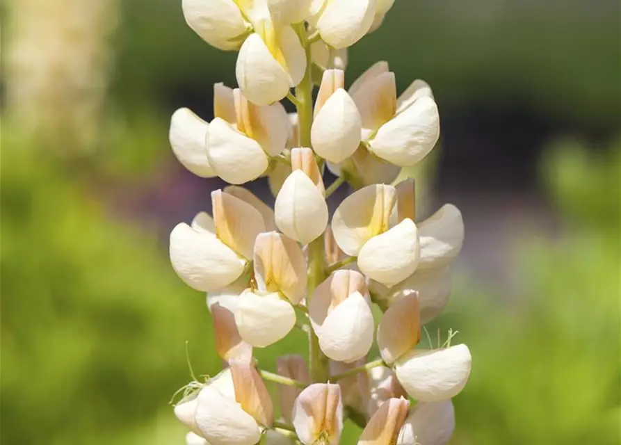 Lupinus polyphyllus