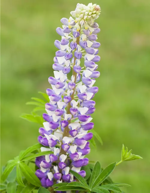 Lupinus polyphyllus