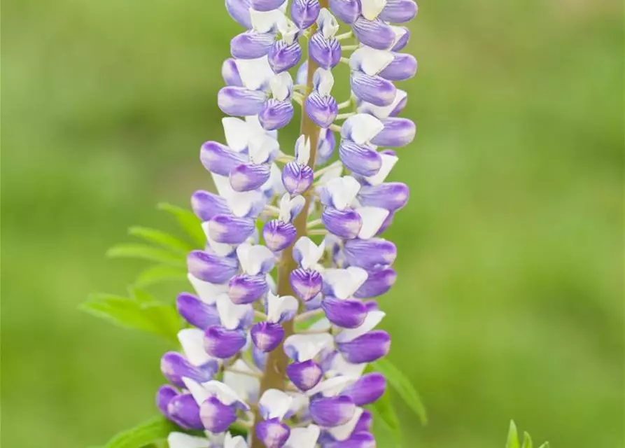 Lupinus polyphyllus