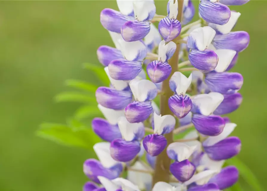 Lupinus polyphyllus