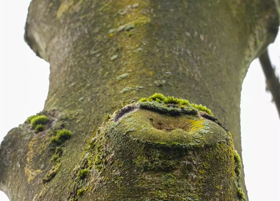 Fraxinus excelsior