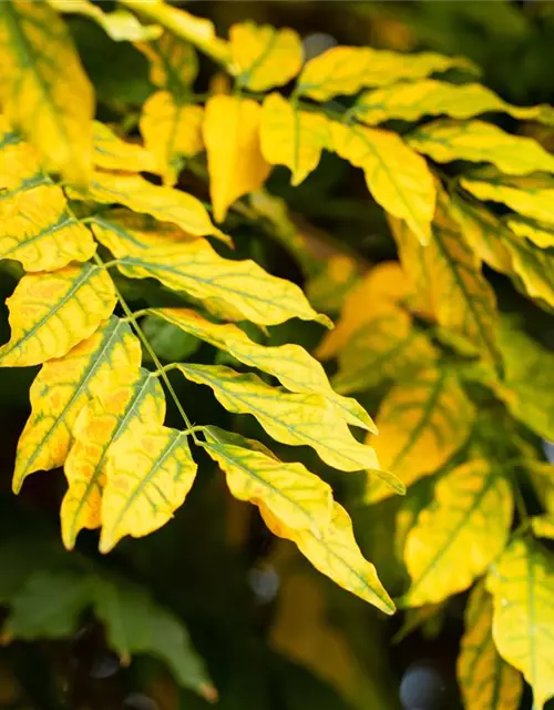 Fraxinus excelsior