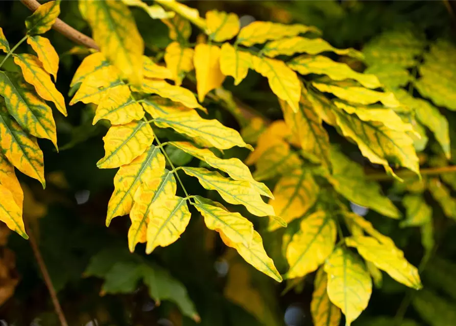 Fraxinus excelsior