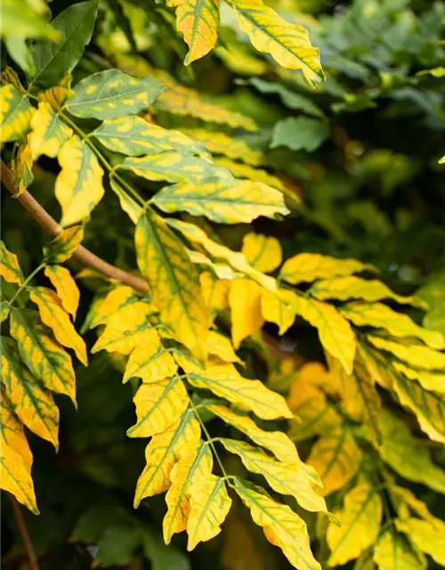 Fraxinus excelsior