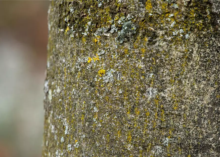 Fraxinus excelsior