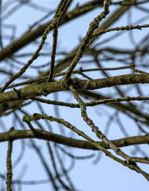 Fraxinus excelsior