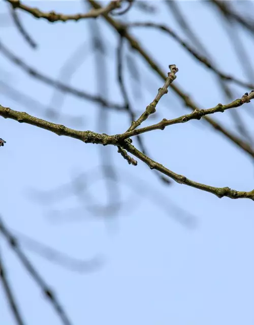 Fraxinus excelsior