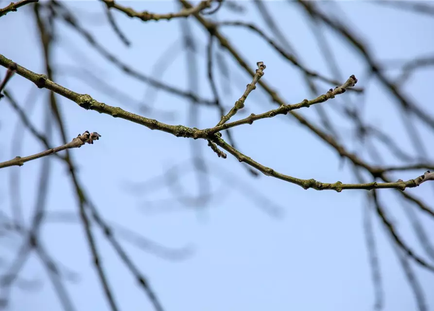 Fraxinus excelsior