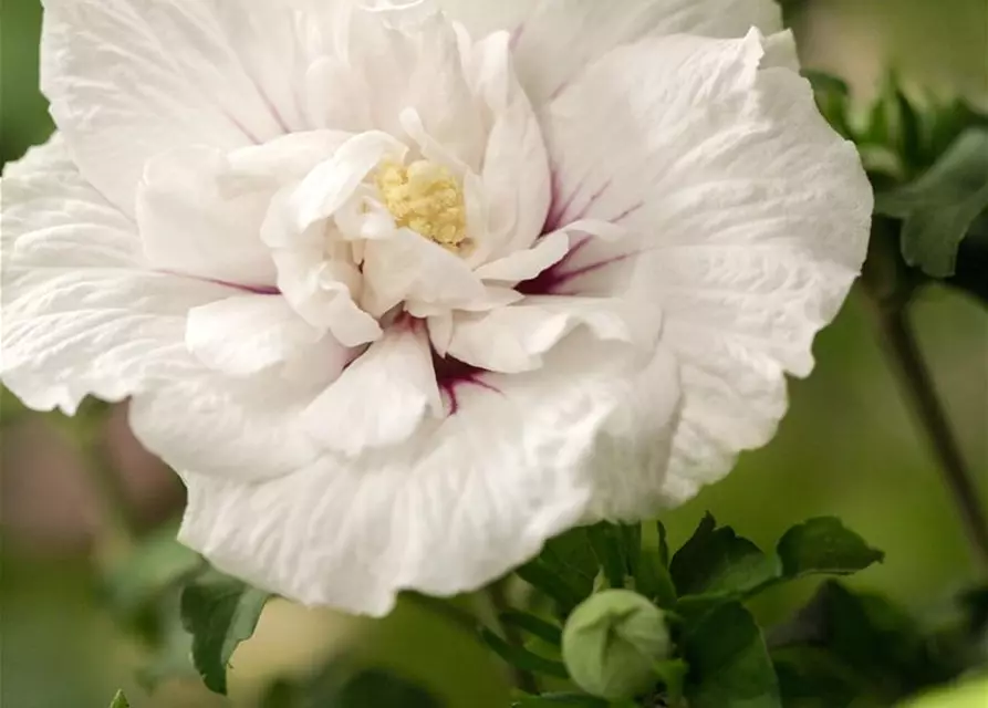 Hibiscus 'Chiffon'®