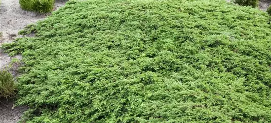 Juniperus communis 'Green Carpet'