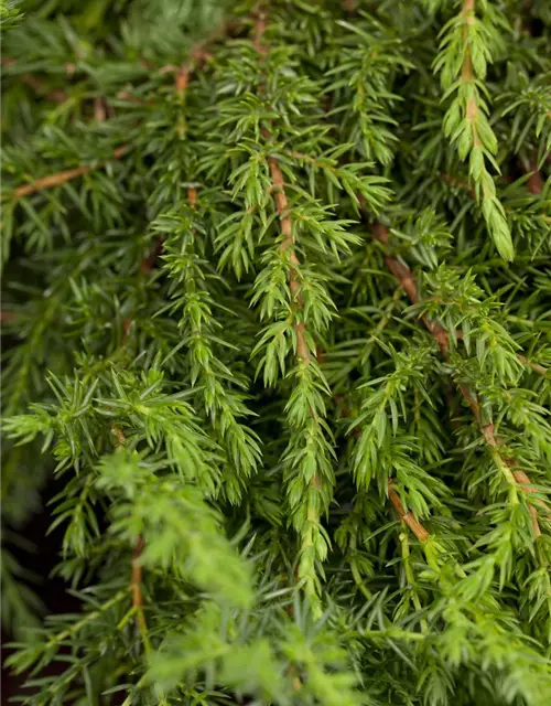 Juniperus communis 'Green Carpet'