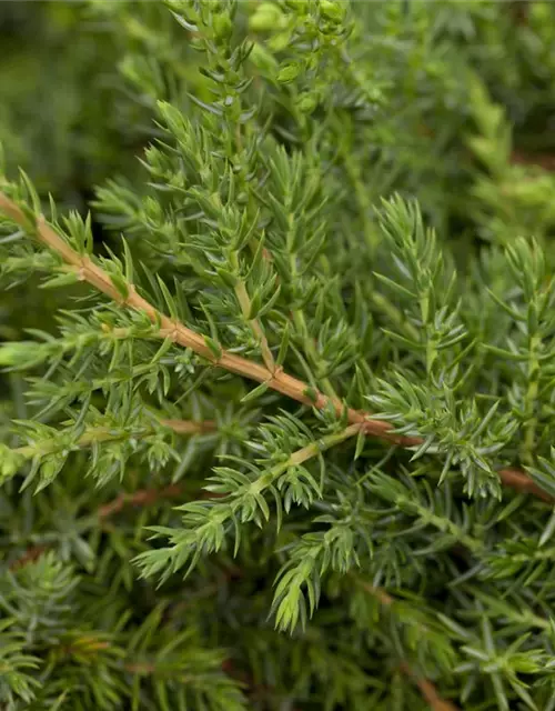 Juniperus communis 'Green Carpet'