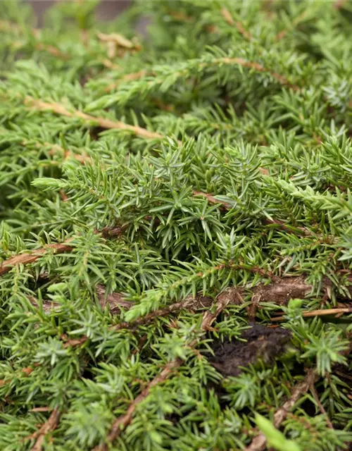 Juniperus communis 'Green Carpet'