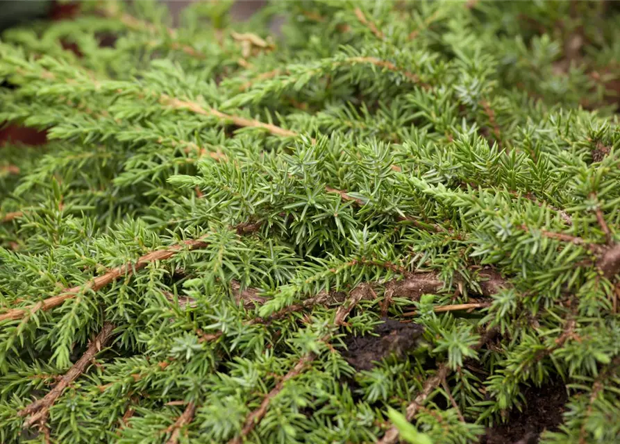 Juniperus communis 'Green Carpet'