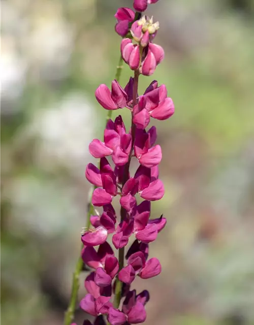 Lupinus polyphyllus 'Nanus Gallery'