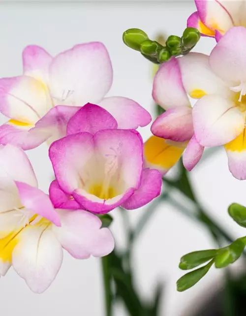 Freesia