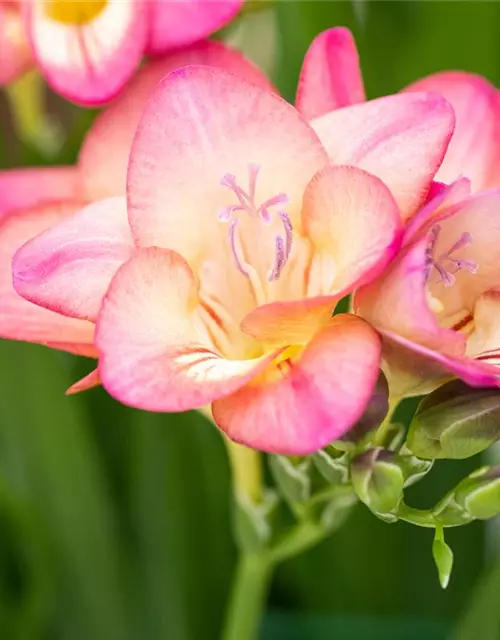 Freesia