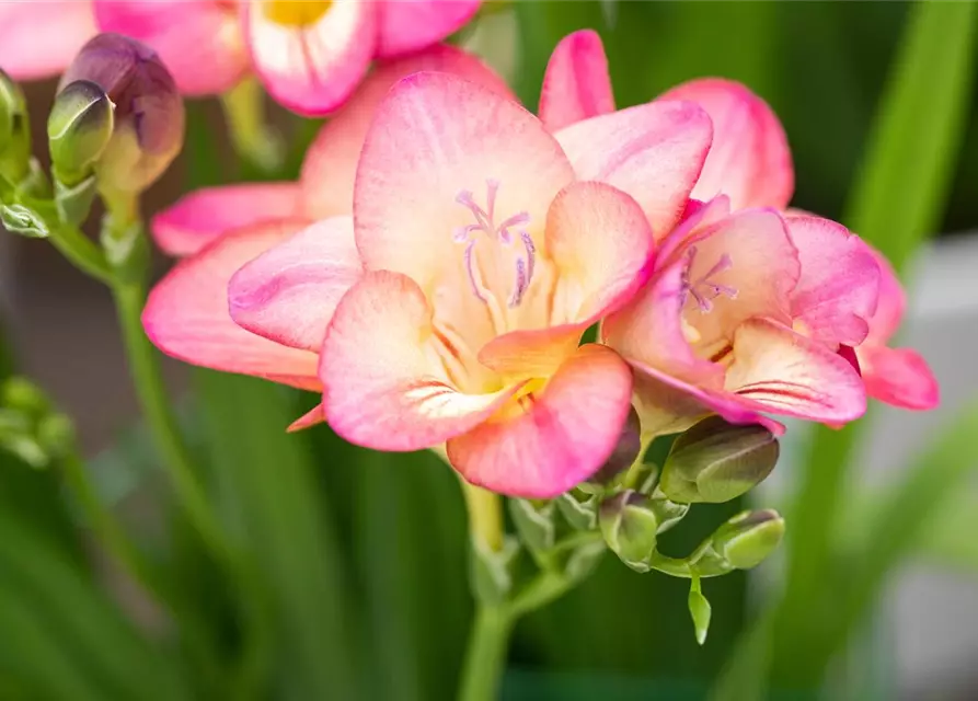 Freesia