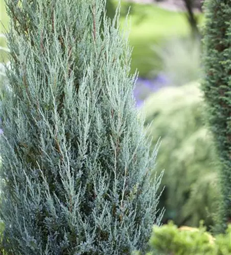 Juniperus virginiana 'Blue Arrow'