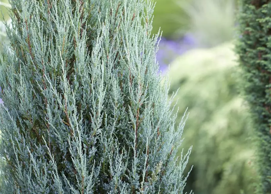 Juniperus virginiana 'Blue Arrow'