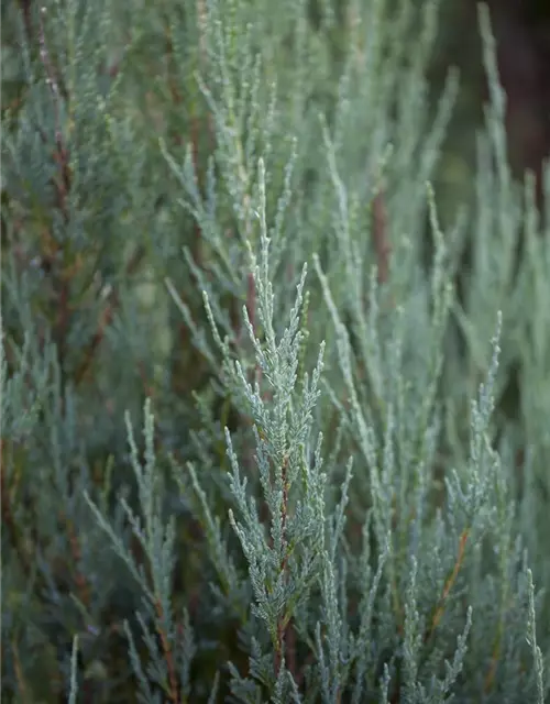 Juniperus virginiana 'Blue Arrow'