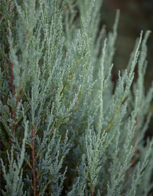 Juniperus virginiana 'Blue Arrow'